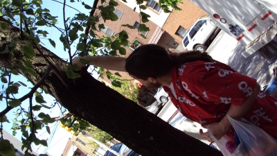 Jay putting a dinosaur in a tree