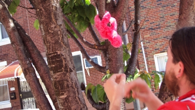 Jay putting a lei in a tree