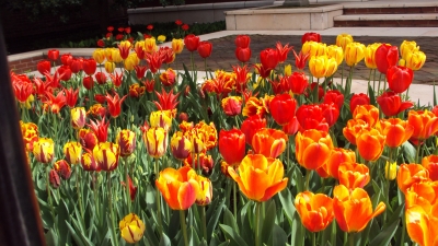 Pretty flowers we passed