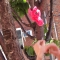Jay putting a lei in a tree