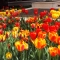 Pretty flowers we passed
