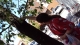 Jay putting a dinosaur in a tree