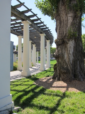 The Path Around Lake Merritt