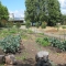 Laney College's Secret Garden