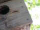 Little Birdies
