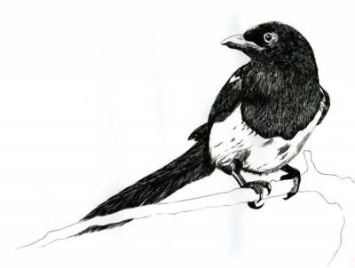 Magpie.jpg Magpie.jpg