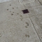 Little dog feet.jpg