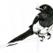 Magpie.jpg