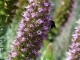 Bees.jpg Bees.jpg