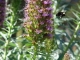Bee flying.jpg Bee flying.jpg