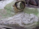 Crocodile log.jpg Crocodile log.jpg