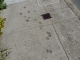 Little dog feet.jpg Little dog feet.jpg