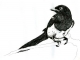 Magpie.jpg