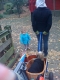 Dog can't play