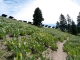20090711-L1000355.jpg