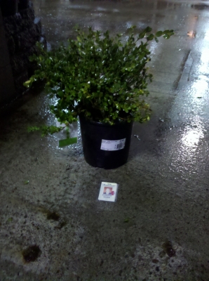 The shrubbery from Roger!