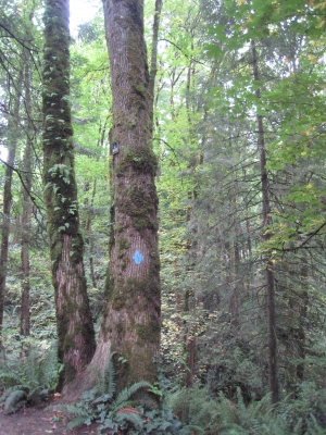 Wildwood trail marker