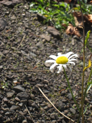 IMG_2668.JPG