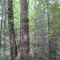 Wildwood trail marker