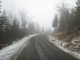The misty woods