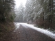 More snowy woods