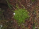 A shrubbery!