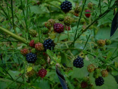 An Abundance An Abundance