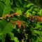 Salal Berries Salal Berries