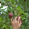 Figs? Figs?