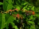Salal Berries