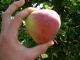 Apple of my Eye