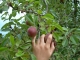 Figs? Figs?