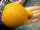 10X ORANGE