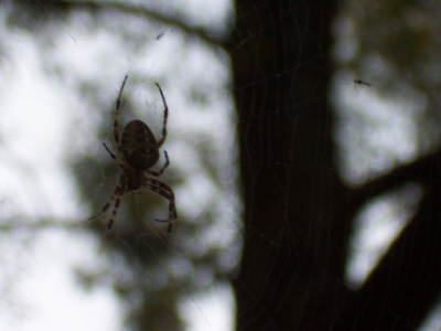 A spider whose nap I interrupted