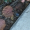 Bottle Cap