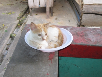 A bowl of Kitten