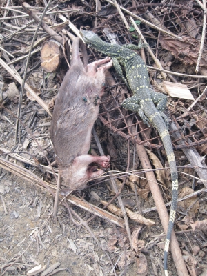 Lizard and Rat