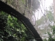 In the canopy of the Rainforest