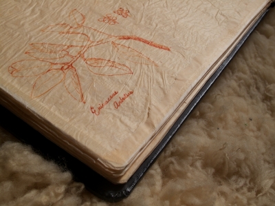 Ericaceae Arbutus menziesii, The Pacific Madrone