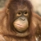 orangutan_crop.jpg