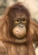 orangutan_crop.jpg