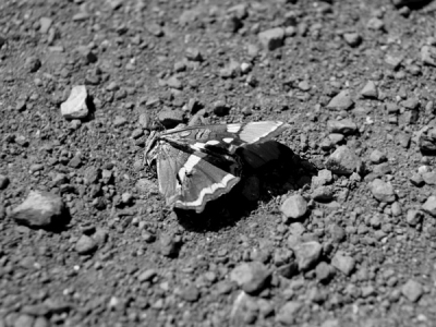 Dead Butterfly