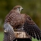 kestrel.jpg
