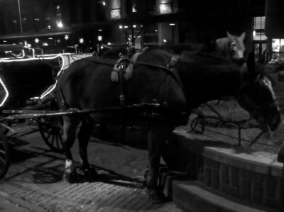 Horses (read: pee machines)