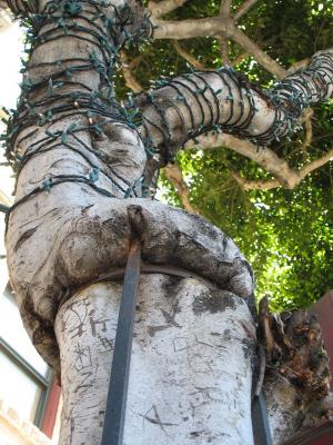 tree girdle
