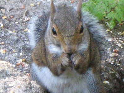squirrel!