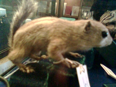 antelope squirrel
