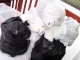 Trash