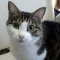 the cat