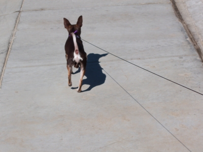 Tiny Chihuahua butt. Tiny Chihuahua butt.